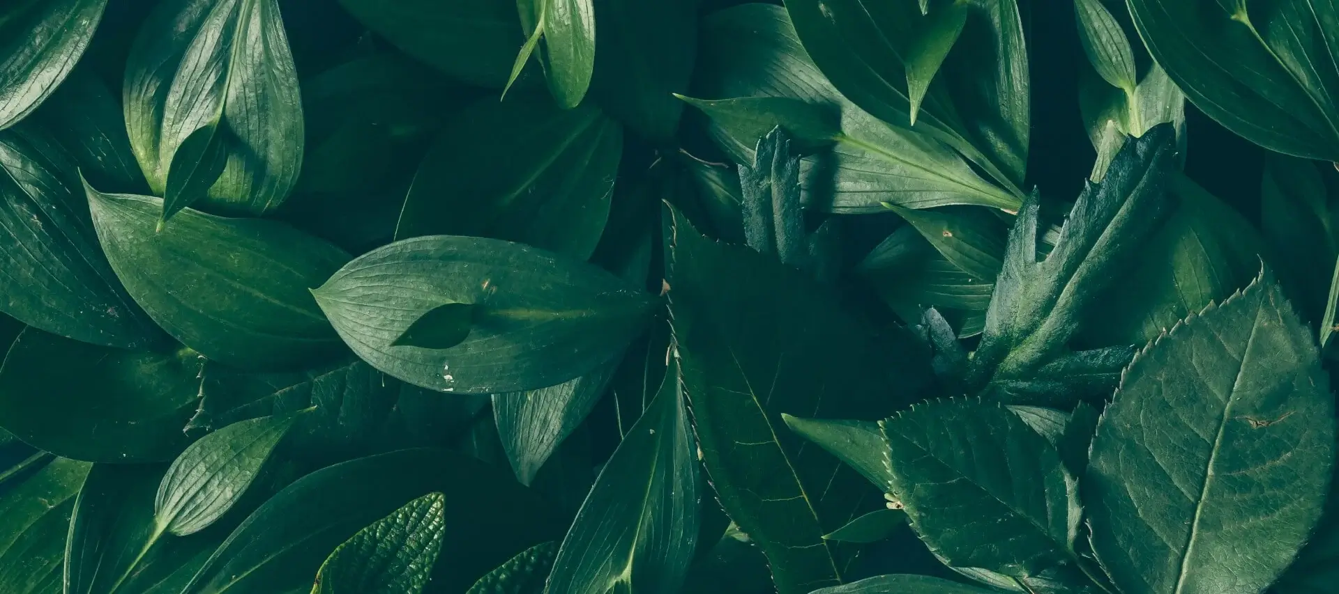 Plants